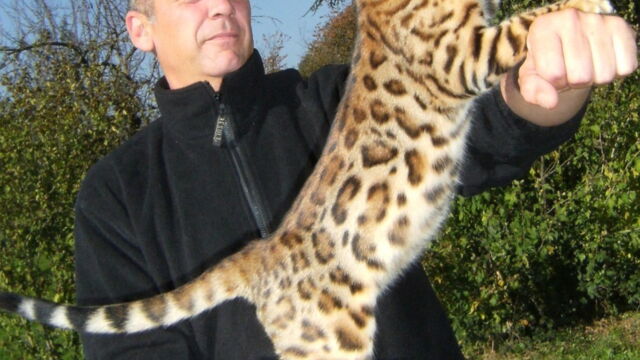 15 Photos Qui Vont Vous Faire Adorer Le Chat Bengal
