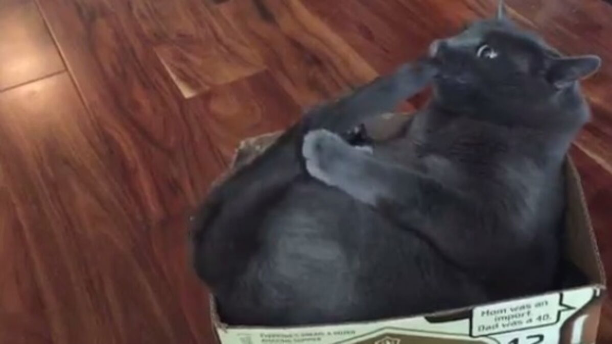 Ce Chat Se Bat Avec Sa Propre Queue Et C Est Flippant