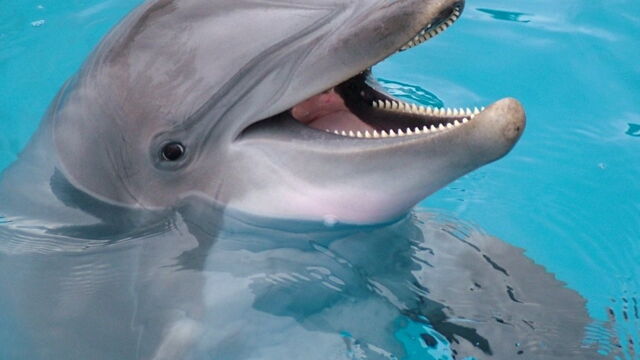 Ces Animaux Trop Mignons Sont En Realite Tres Dangereux