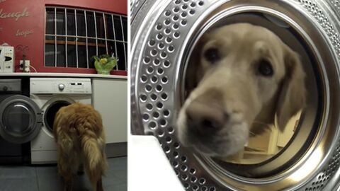 Ce chien récupère son doudou dans la machine à laver