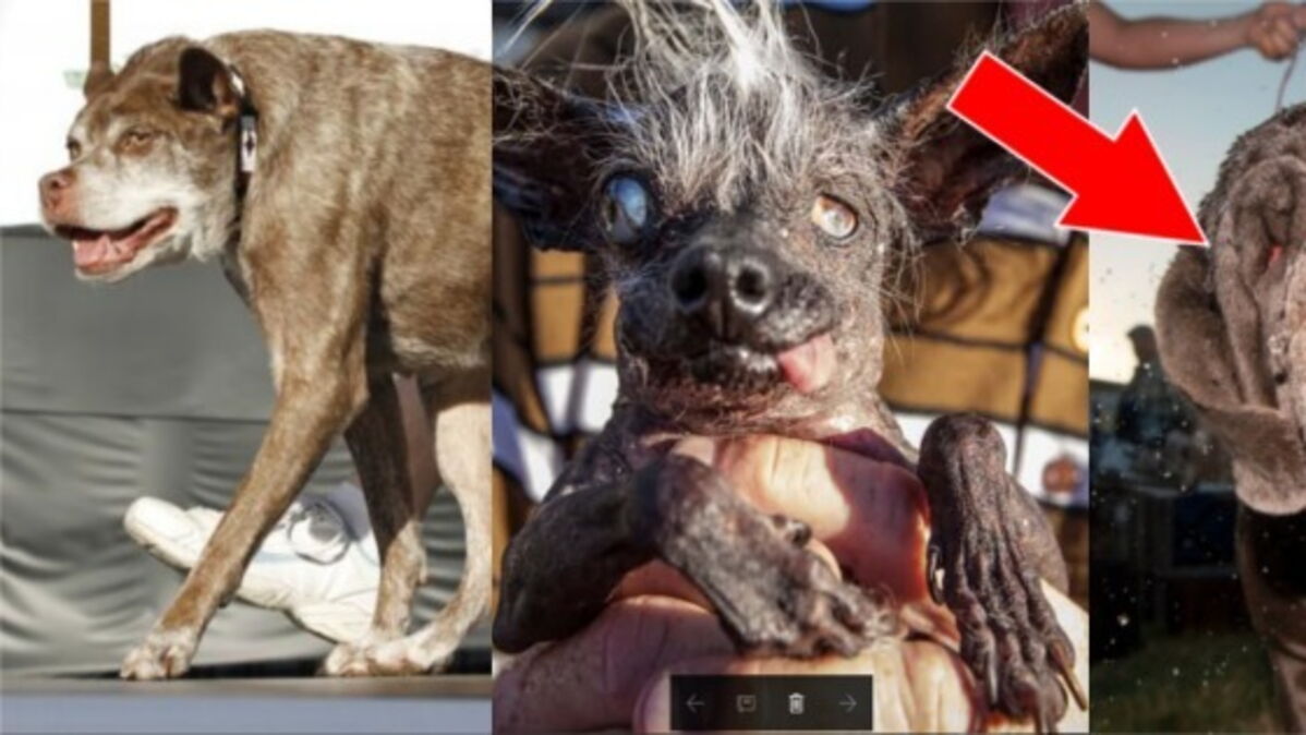 Decouvrez Martha Le Nouveau Chien Elu Le Plus Laid Du Monde