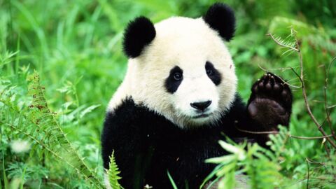 Pandas : Découvrez l'explication d'un des plus grands mystères de ces adorables grosses peluches !