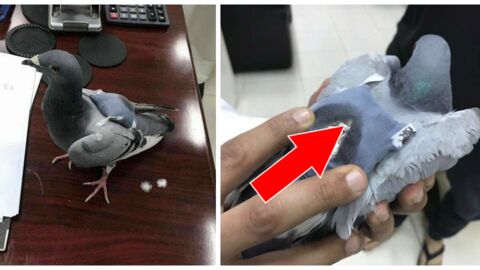 Médusés, ils découvrent l'incroyable marchandise que transporte ce pigeon voyageur !