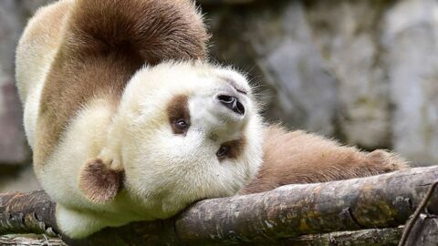 Abandonné à la naissance, ce pauvre panda a connu des débuts très difficiles...