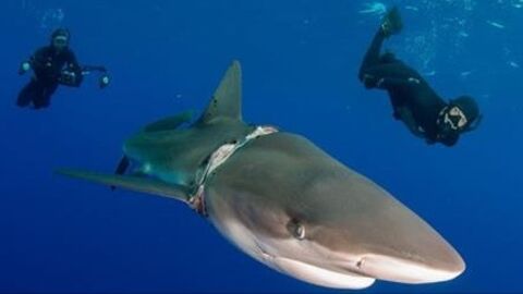 Des plongeurs viennent en aide à un requin piégé dans une corde aux Bahamas