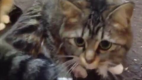 Cette Maman Chat Fait La Plus Belle Preuve D Amour A Son Chaton