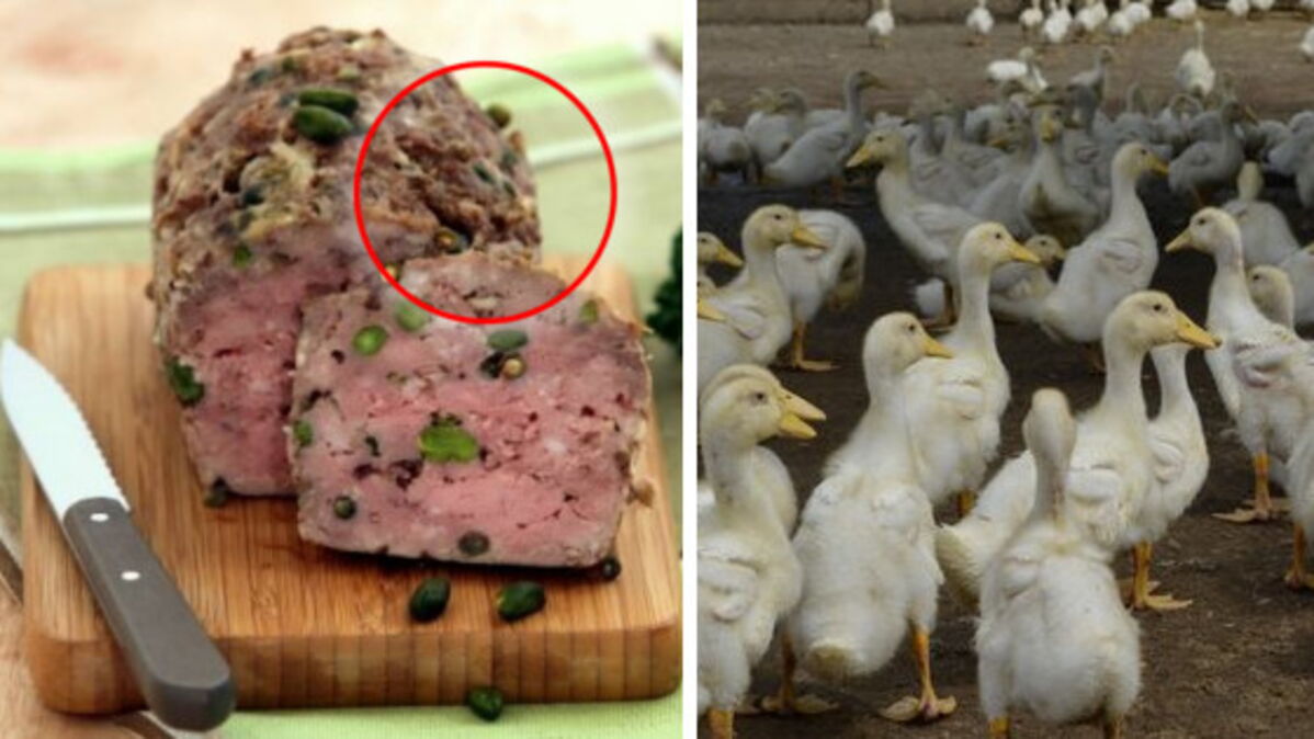 Votre terrine de canard contient plus de porc... que de canard