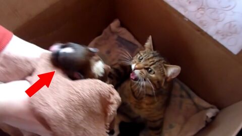 Elle présente un petit chiot à cette maman chat. Sa réaction est une vraie surprise !