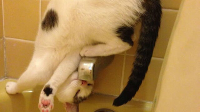 14 Photos Qui Prouvent Que Les Chats Manquent De Logique