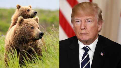 Trump autorisera bientôt de chasser les oursons et les bébés loups