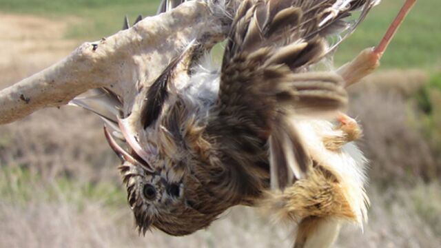 Var : triste record de 2000 pièges à oiseaux protégés saisis chez un  particulier !