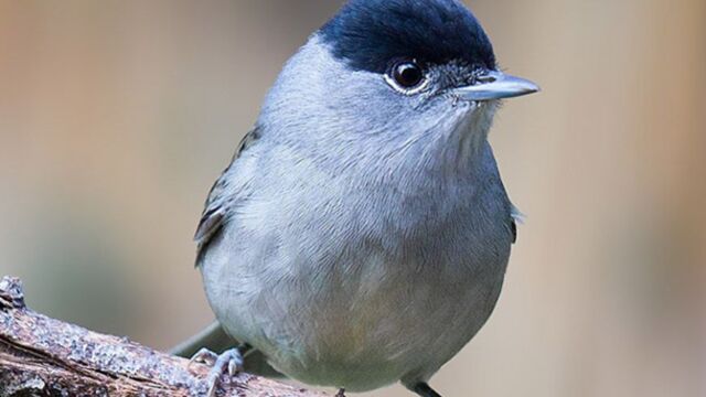 Var : triste record de 2000 pièges à oiseaux protégés saisis chez