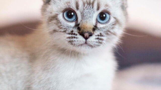 Le Highland Lynx Cette Race De Chat Meconnue Qui Nous Fait Craquer