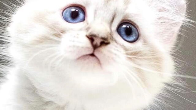 Le Highland Lynx Cette Race De Chat Meconnue Qui Nous Fait Craquer