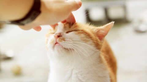 Que Signifient Les Calins De Vos Chats En Fonction De La Partie Du Corps Ou Ils
