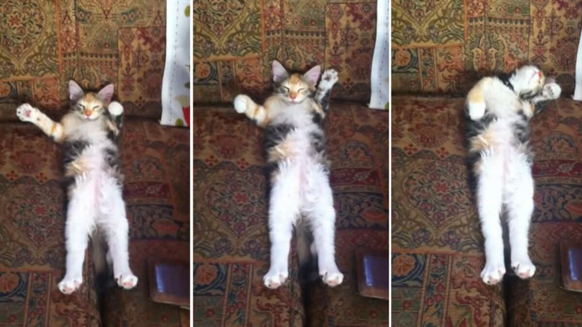 Le Comportement De Ce Chat Pendant Sa Sieste Est Hilarant Mais Que Fait Il Avec Ses Pattes