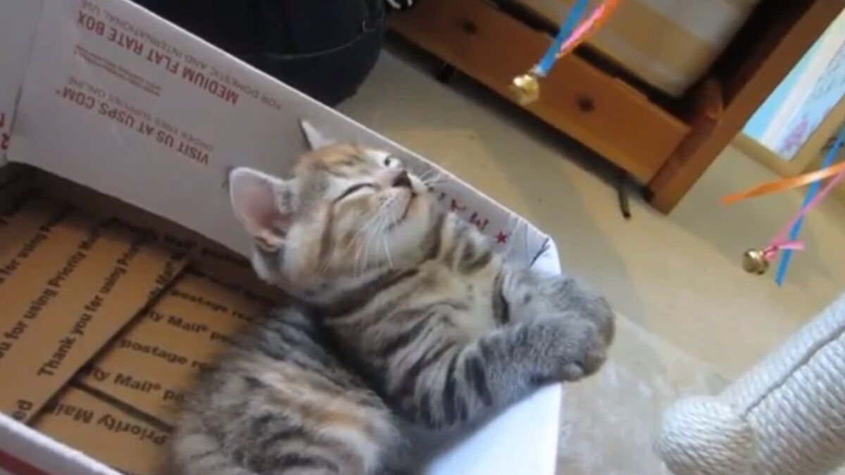 Cet Homme Parvient A Hypnotiser Les Chats Son Pouvoir Est Siderant