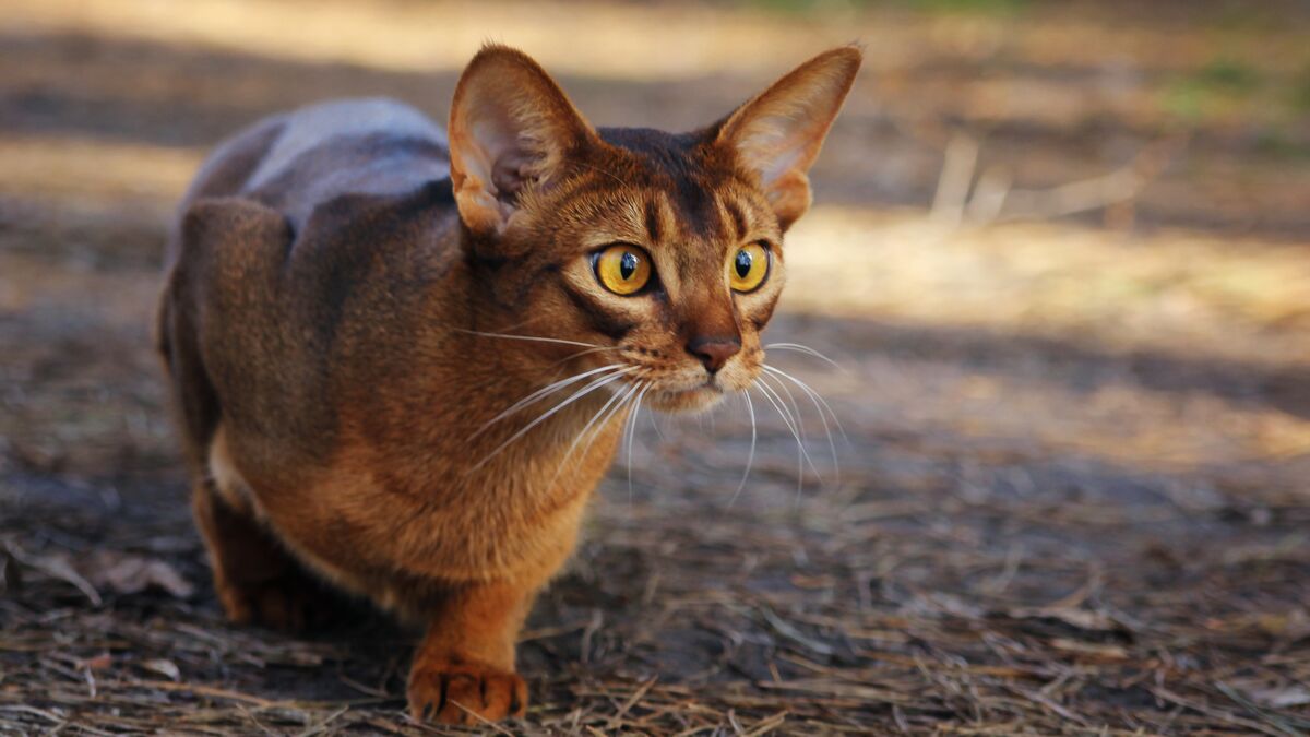 Abyssin Caractere Prix Et Origine Tout Savoir Sur Ce Chat De Race