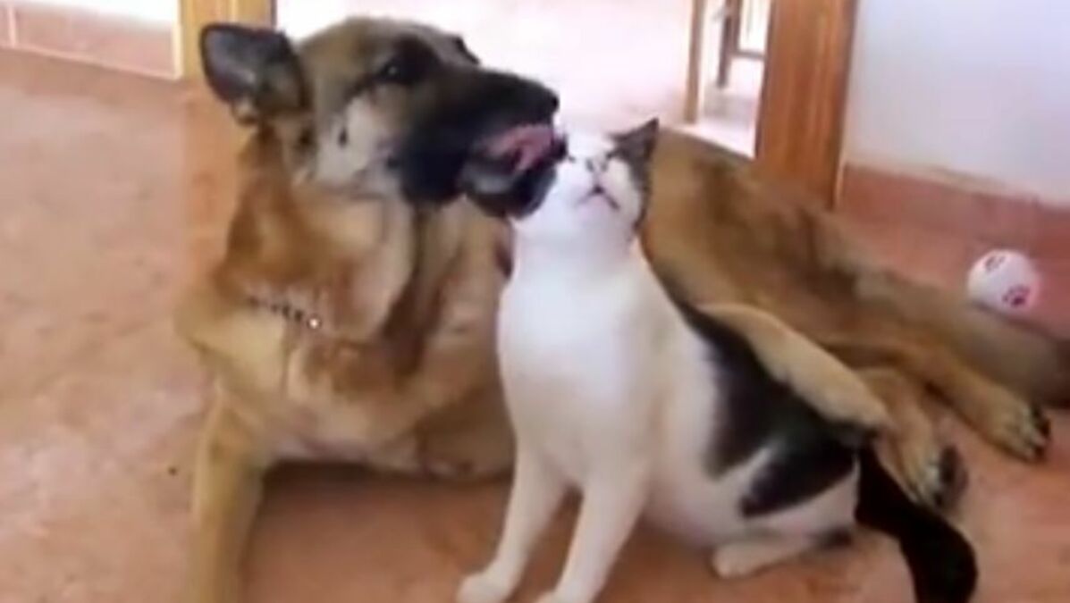 Un Chien Et Un Chat Se Font Un Gros Calin D Amour