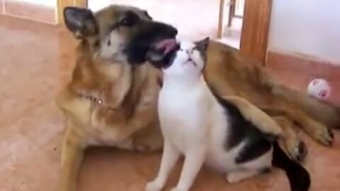 Un Chien Et Un Chat Se Font Un Gros Calin D Amour