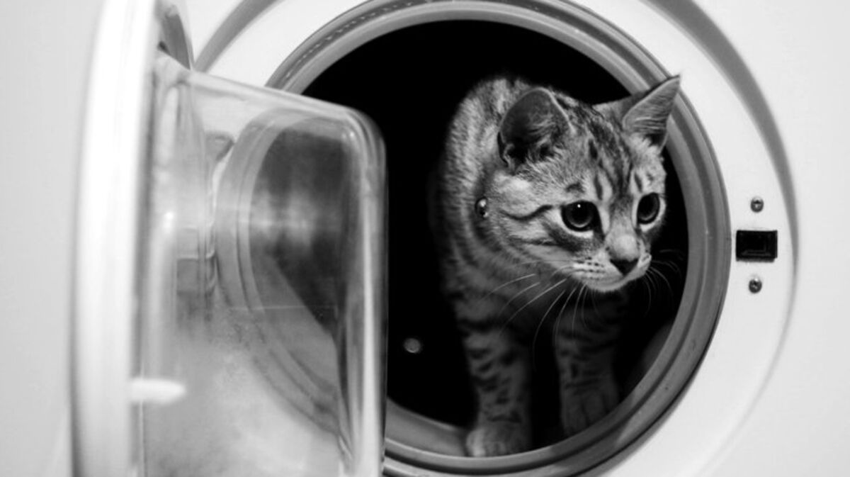 Un chaton survit à un lavage en machine à 60°