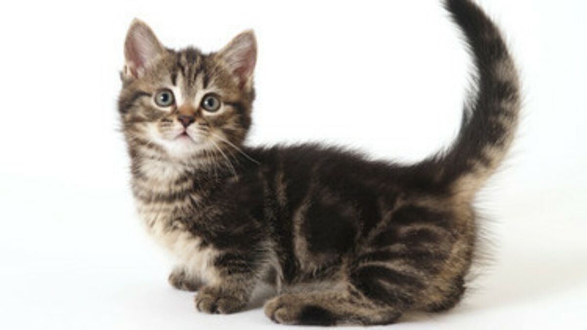 Decouvrez Les Munchkin Les Chats Les Plus Mignons Du Monde