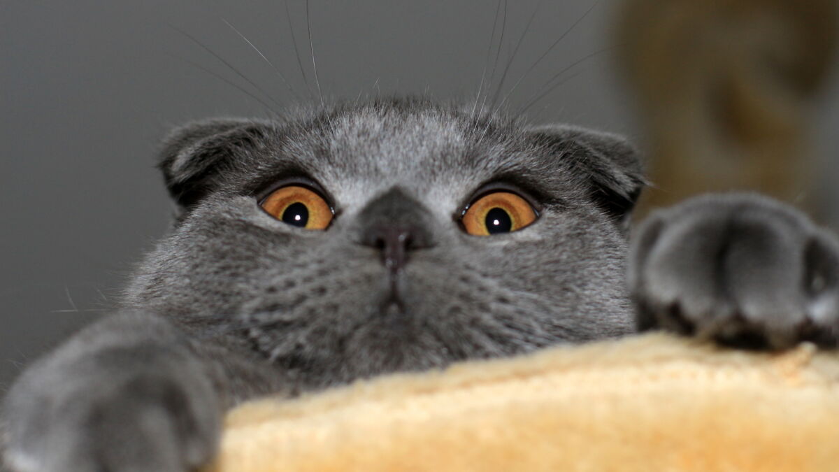 Scottish Fold Caractere Prix Et Origine Tout Savoir Sur Ce Chat