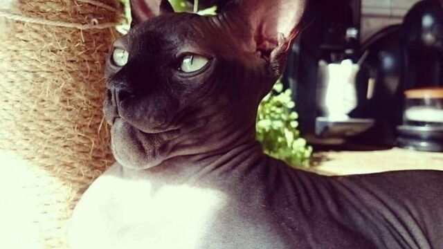 10 Chats Transformes Par Des Piqures D Abeilles