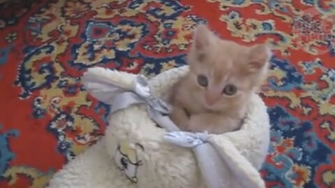 Ce Chaton Roux A Trouve L Endroit Parfait Pour Faire Sa Sieste Vous Allez Craquer