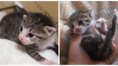 Ce Chaton D Une Semaine Etait Abandonne Mais Il A Finalement Trouve Sa Nouvelle Famille Ce Chaton D Une Semaine Etait Abandonne Mais Il A Finalement Trouve Sa Nouvelle Famille