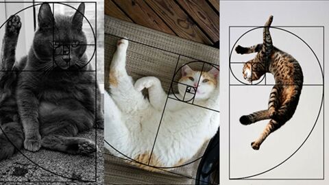 Quand les chats incarnent la suite Fibonacci !