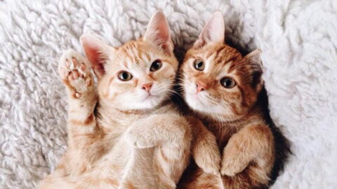 Quelle Race De Chat Pour Votre Signe Astrologique