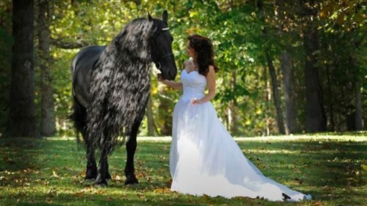 Ce cheval est d une beaut irr elle quand il se d place tout le monde se tait