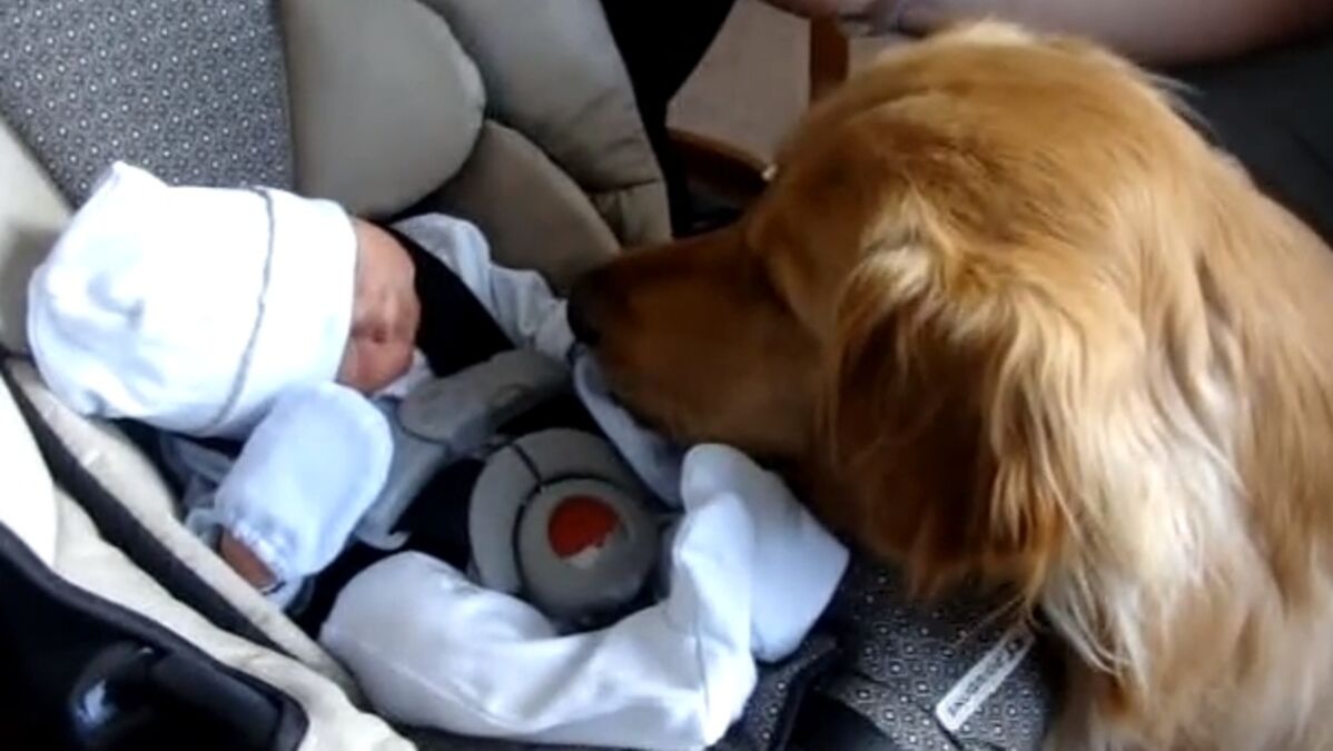 Ce Chien Rencontre Ce Bebe Pour La Premiere Fois Decouvrez Sa Reaction