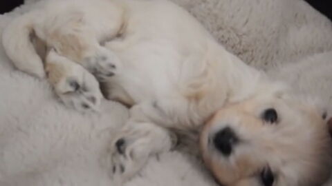 Ce Chiot Trop Mignon Vient Tout Juste De Se Reveiller Et C Est Trop Chou