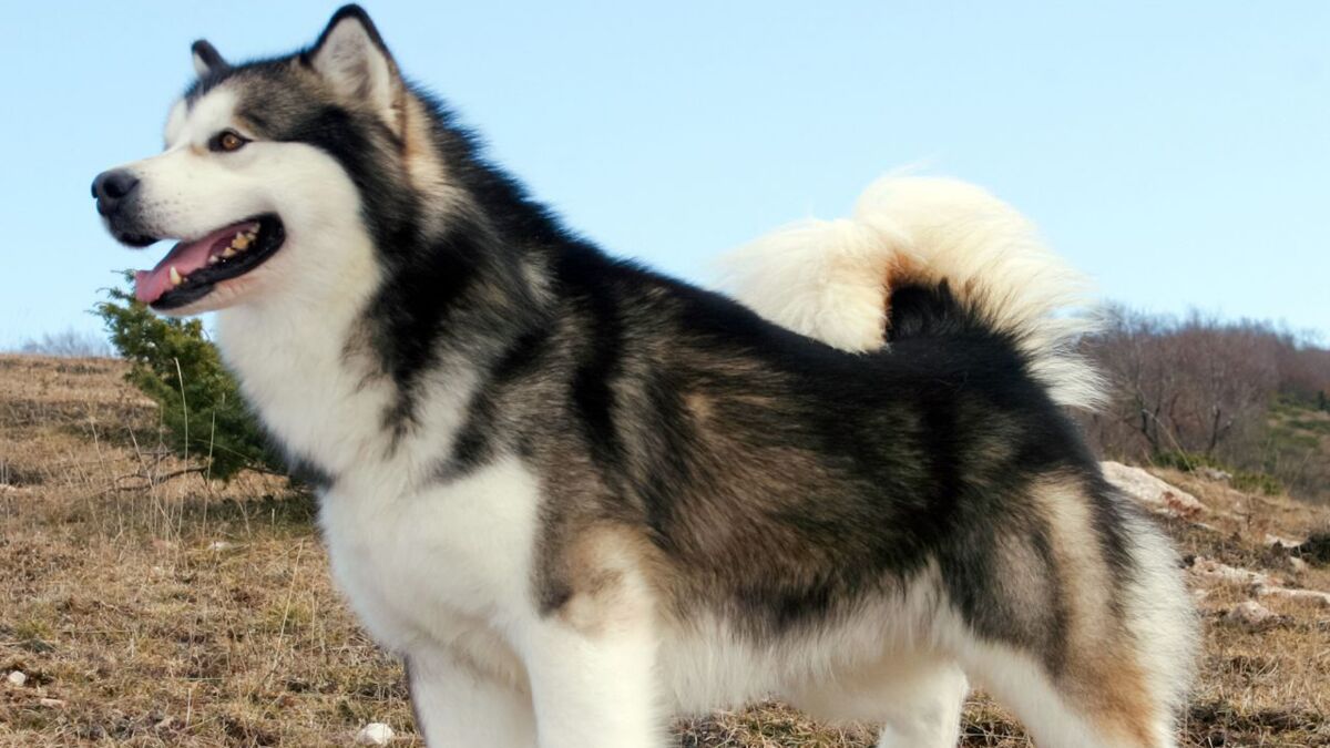 Malamute de l Alaska caract re prix origine et ducation ce