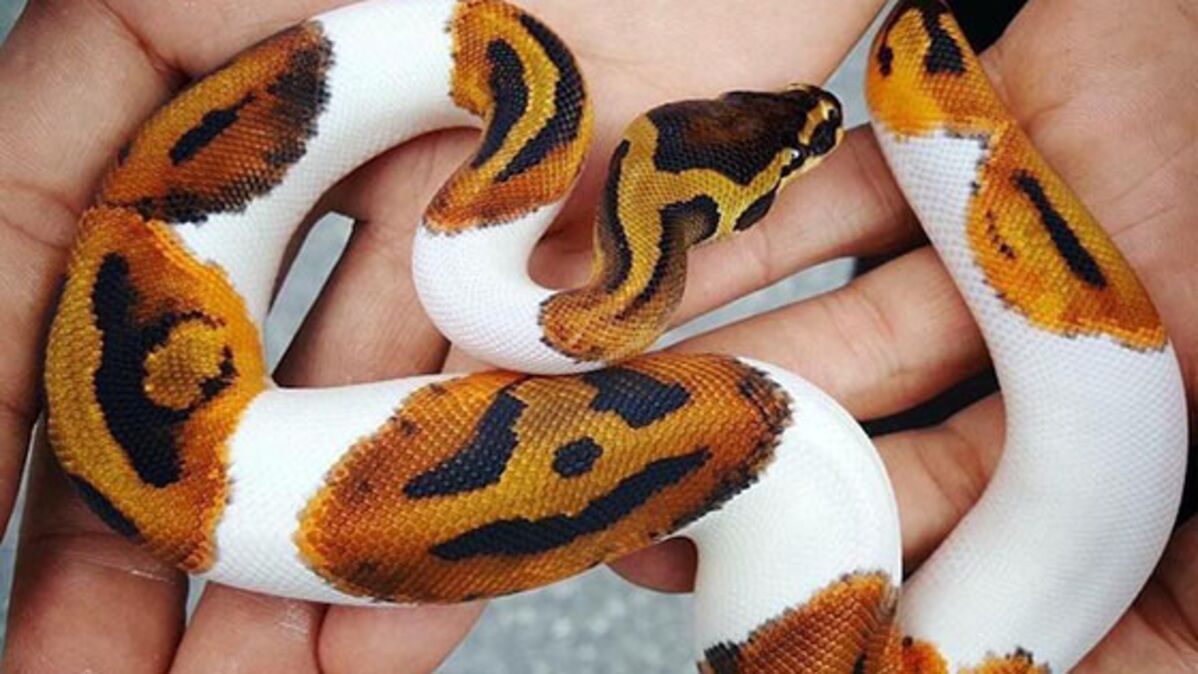 Ce serpent aux motifs incroyables est pr t pour Halloween