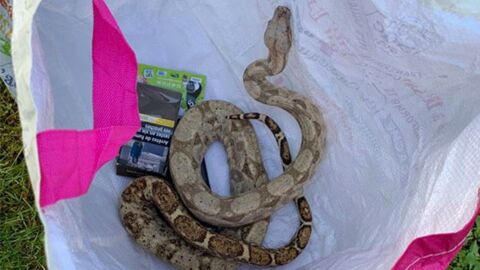 L'un des serpents les plus dangereux du monde... retrouvé dans un sac de courses