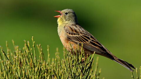 Au mois de mai, la chasse au blaireau peut reprendre