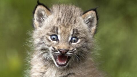 Top 10 Des Plus Adorables Des Bebes Lynx