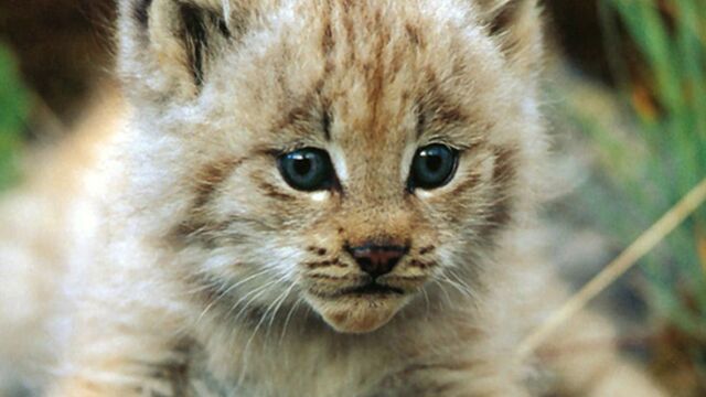 Top 10 Des Plus Adorables Des Bebes Lynx