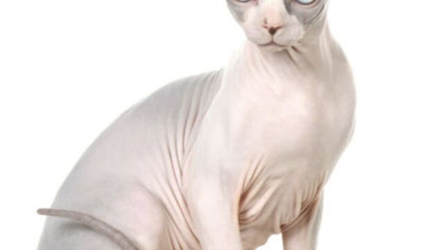 Top 10 Des Plus Beaux Chats Sphynx