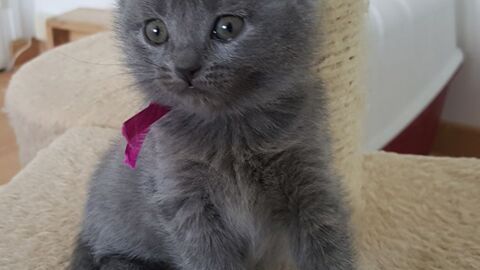 Top 10 Des Plus Mignons Des Chatons Chartreux