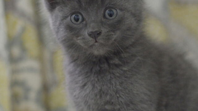 Top 10 Des Plus Mignons Des Chatons Chartreux