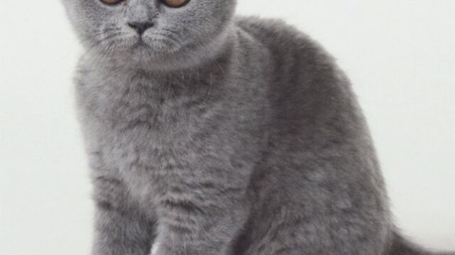 Top 10 Des Plus Mignons Des Chatons Chartreux