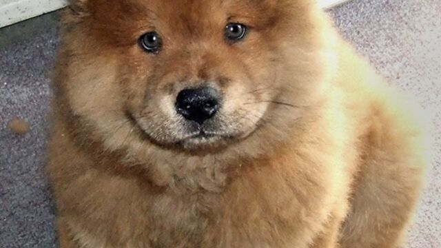 10 Bebes Chow Chow Trop Mignons Rien Que Pour Vous