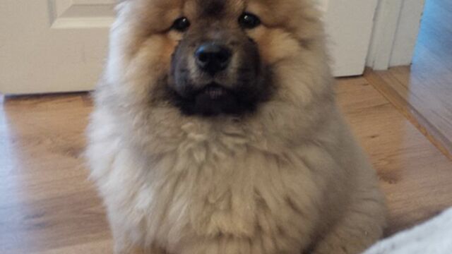 10 Bebes Chow Chow Trop Mignons Rien Que Pour Vous