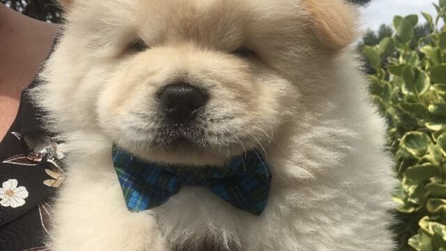 10 Bebes Chow Chow Trop Mignons Rien Que Pour Vous