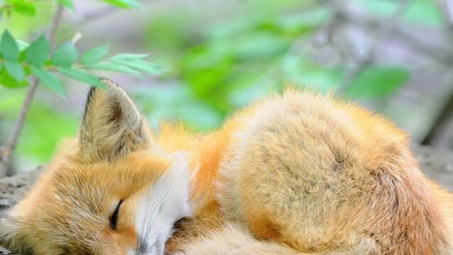 12 Bebes Renard Trop Mignons Pour Etre Vrais