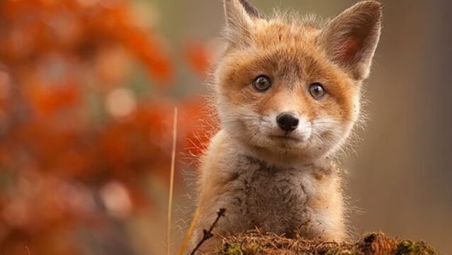 12 Bebes Renard Trop Mignons Pour Etre Vrais
